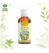 Cesnak medvedí- tinktúra z pupeňov